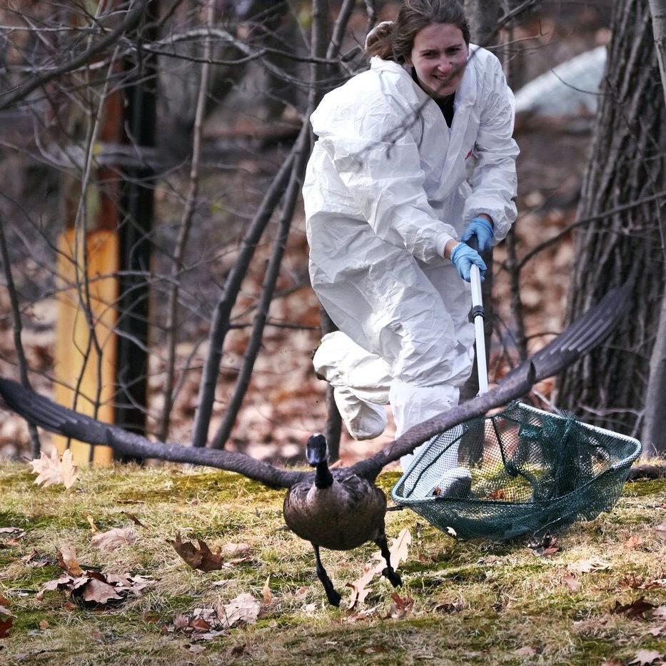 Rescuers rush to save geese and ducks soaked in oil due to spill in Boston river